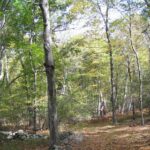 Conservancy