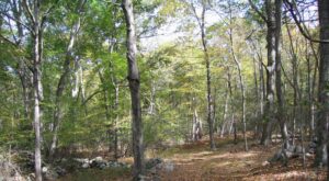 Conservancy
