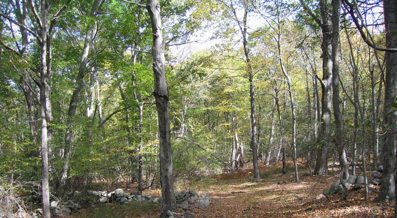 Conservancy