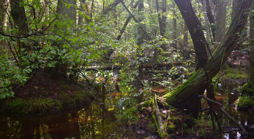 Atlantic-White-Cedar-swamp-Middleford-North