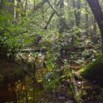Atlantic-White-Cedar-swamp-Middleford-North