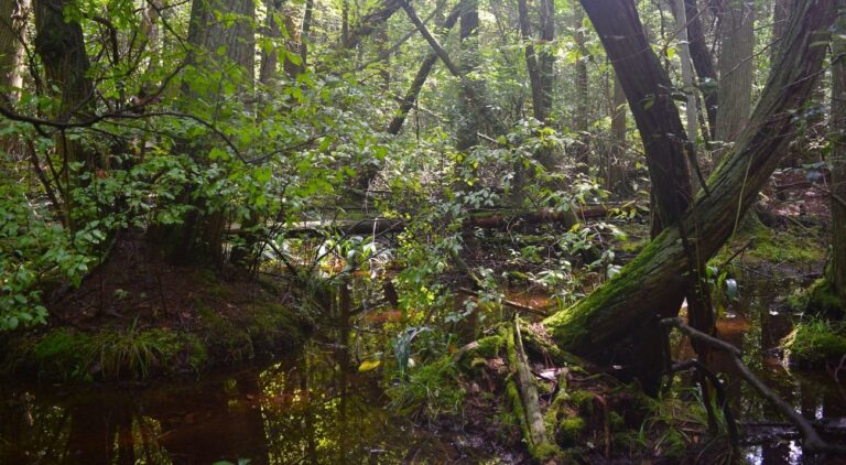 Atlantic-White-Cedar-swamp-Middleford-North